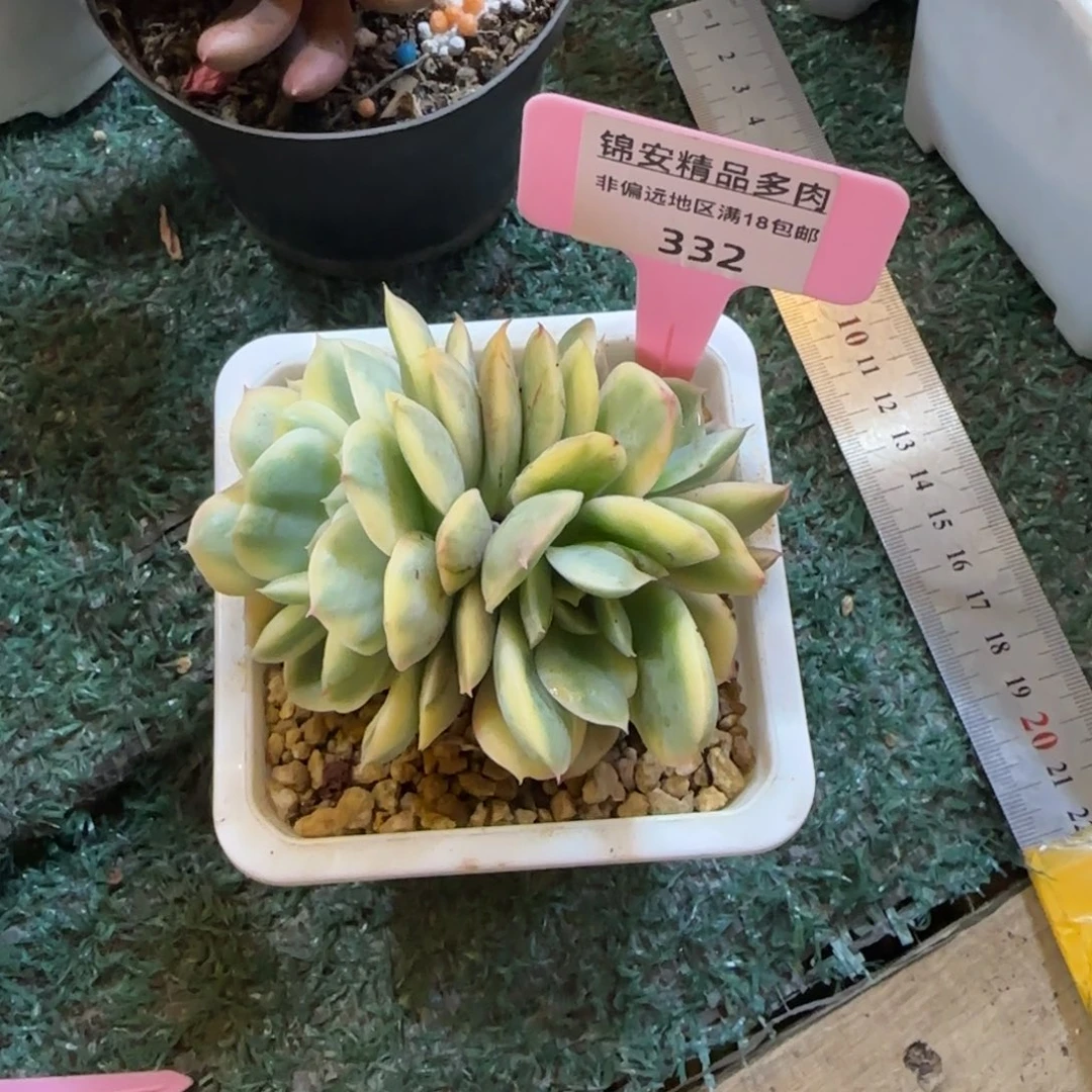 小****肌锦安精品多肉编号332