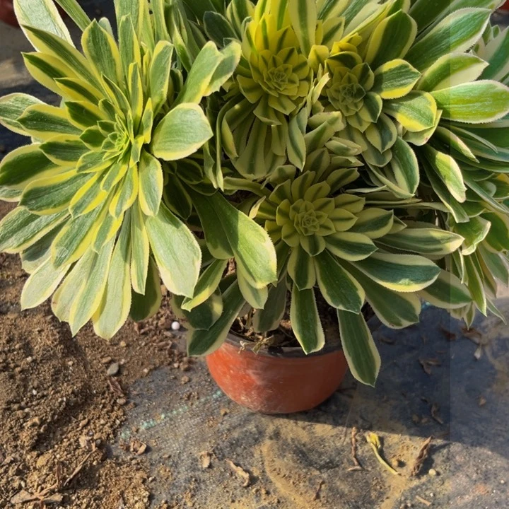 852多肉植物一物一拍