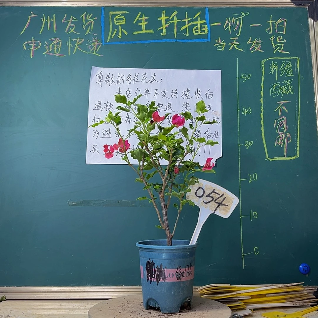 当前无花栽培后可以开花绿叶蒙红054
