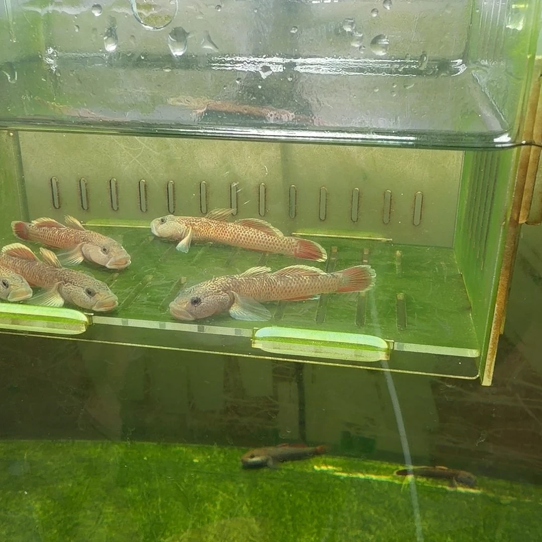 金鱼白边戴氏虾虎冷水