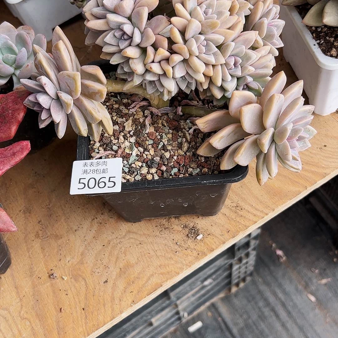 9号柒*我们的确是一5065