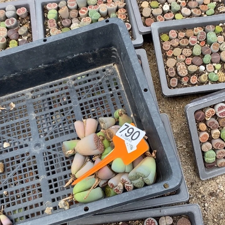 暴****生石花等植物的生长790