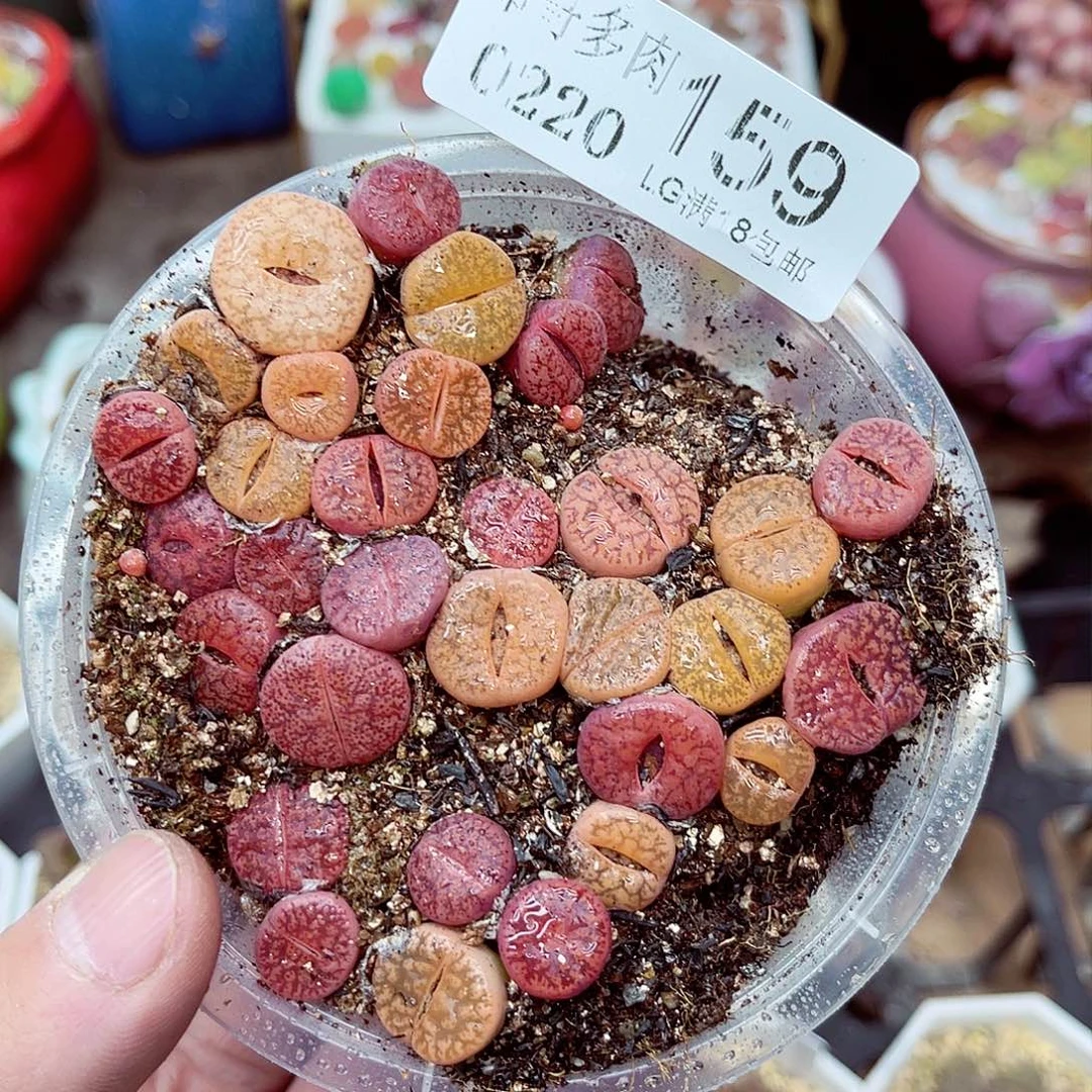 郎哥多肉生石花20-159