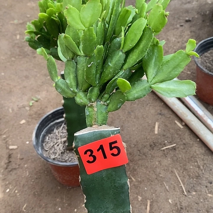 无花朵用****5027，315号新疆不包邮