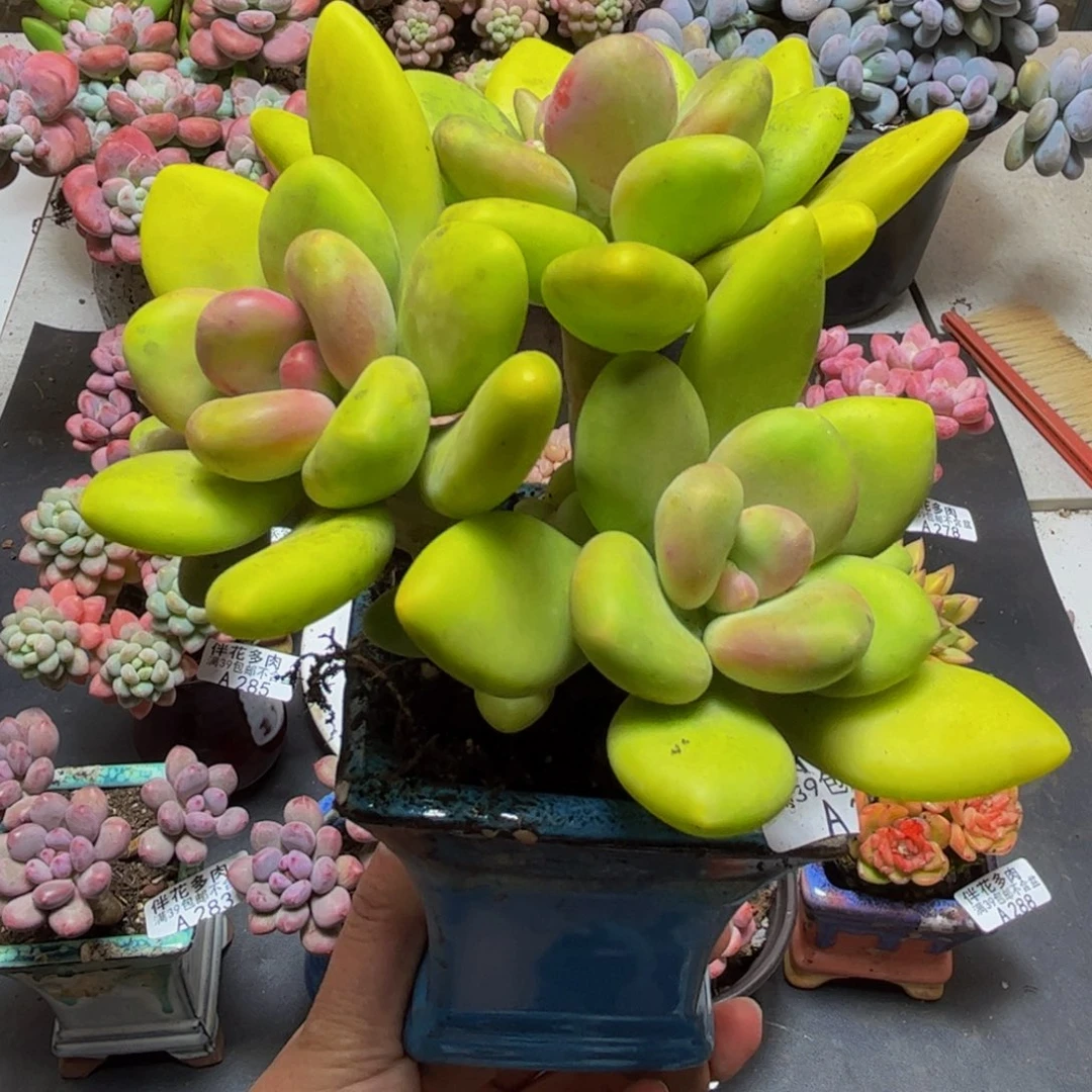 251芒果奶13cm多肉
