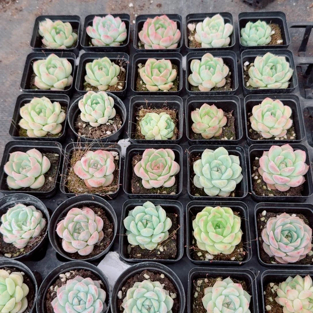 珍妮三十颗量拍24-93左三