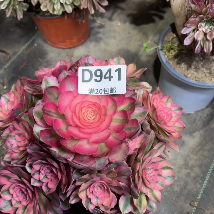 瑞妈一物一拍941