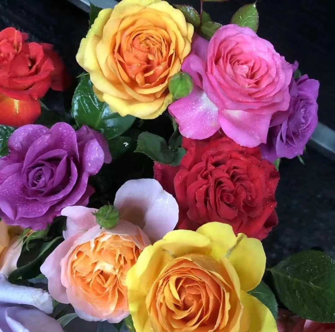 （多色）月季花四季开花盆栽植物