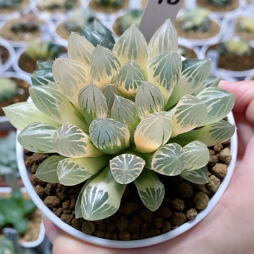 【闪购商品】78胭脂玉露锦