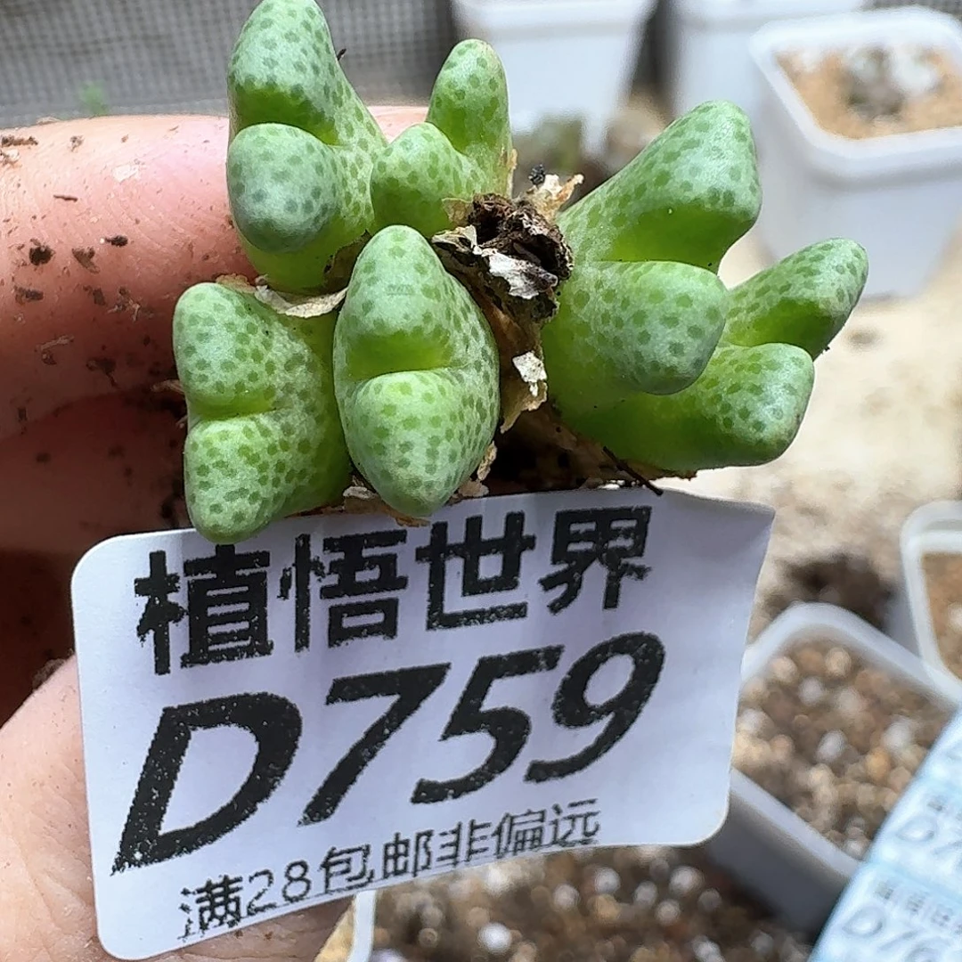 多肉植物的润泽fg