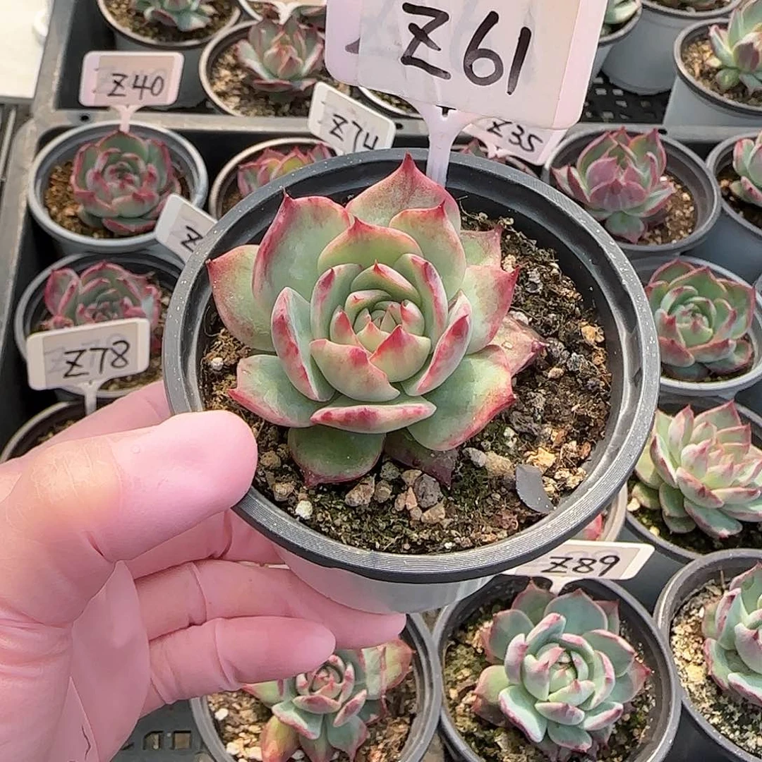 简**单Z61惊鸿单头多肉