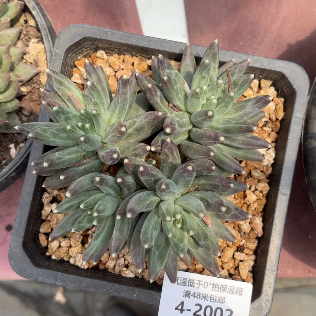 卷*?4-2002乌拉克拉多肉植物