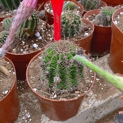 玫***瑰仙人掌彩草0816脱土摘花发货