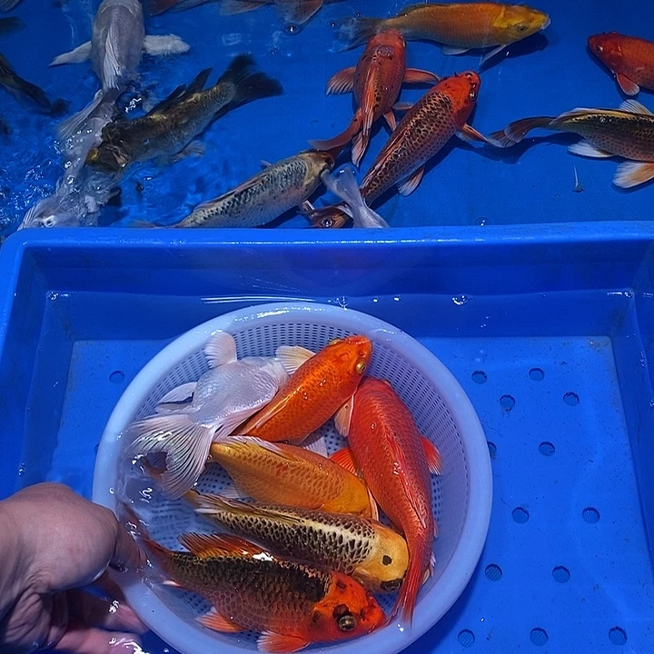 锦鲤纯种锦鲤鱼血统鱼