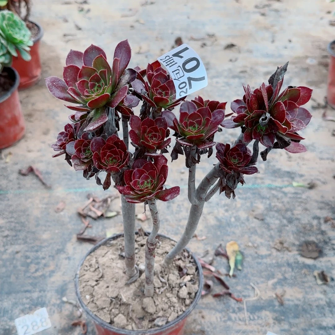 黑豆701满20包邮断枝不包瑕疵