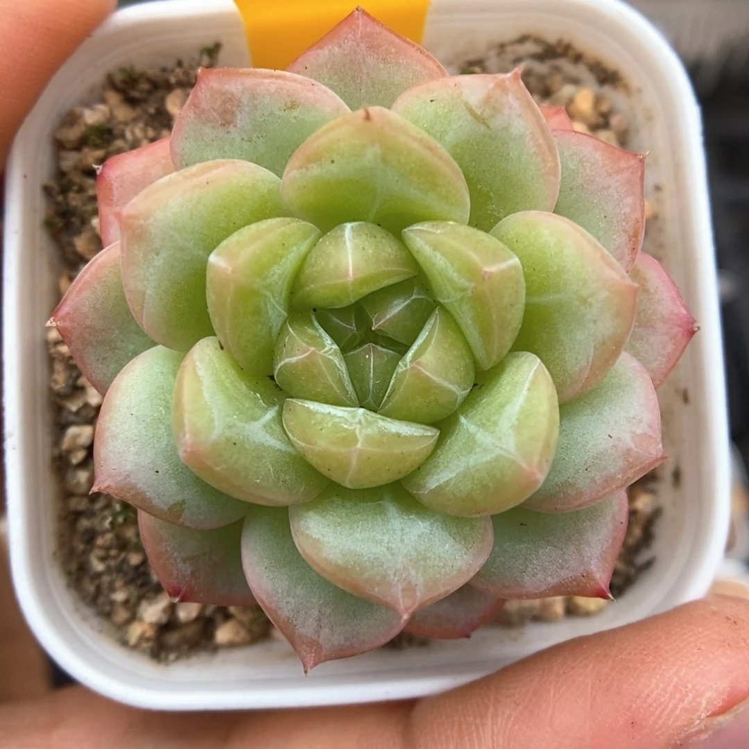 绿芙蓉可拍1744号。