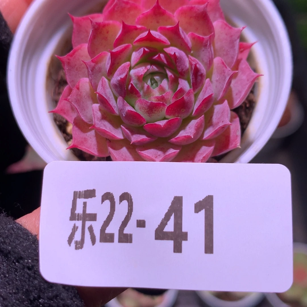 乐然22-41 夜光环