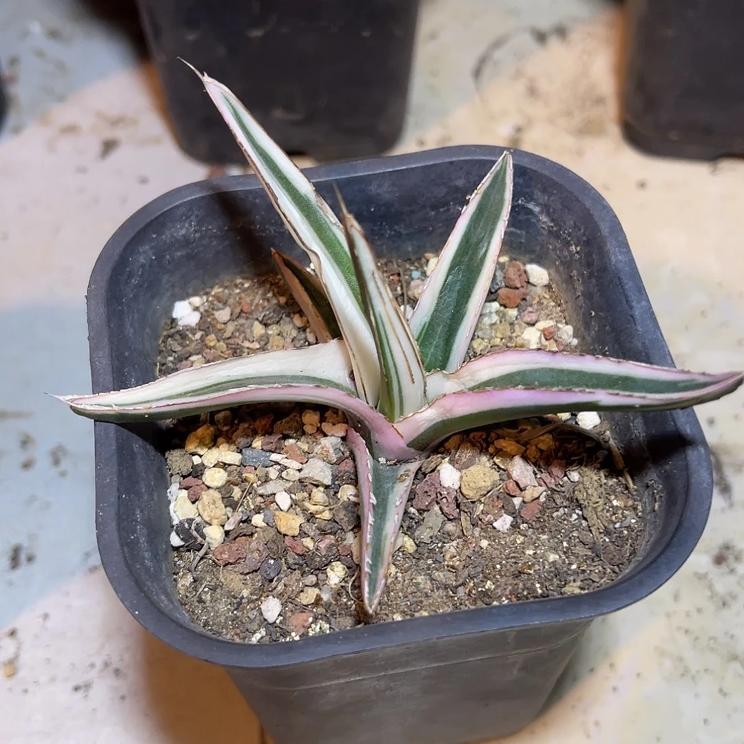 丸叶冰山龙舌兰一物一拍