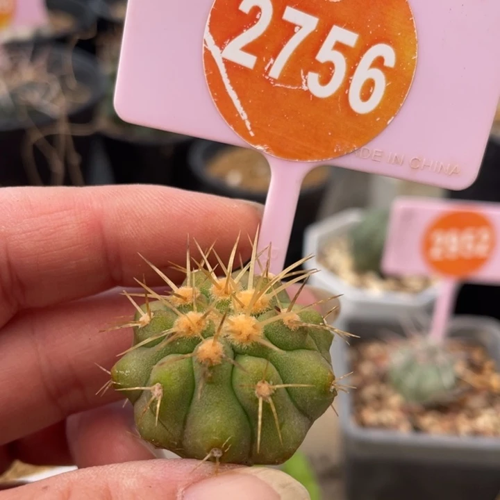 无根仙人球一棵2756