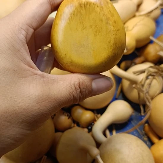 直播间专供链接葫芦