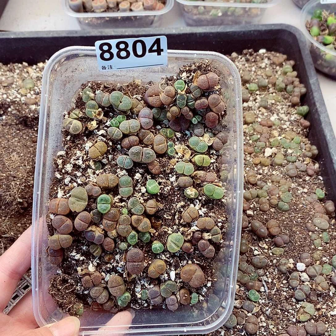 8804彩风铃龙卡咯