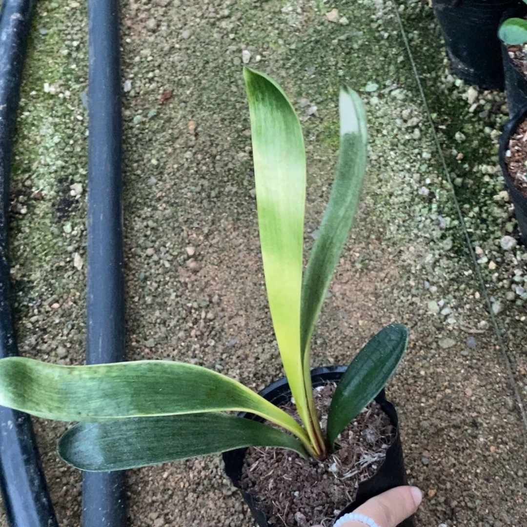 当前无花栽培后可以开花