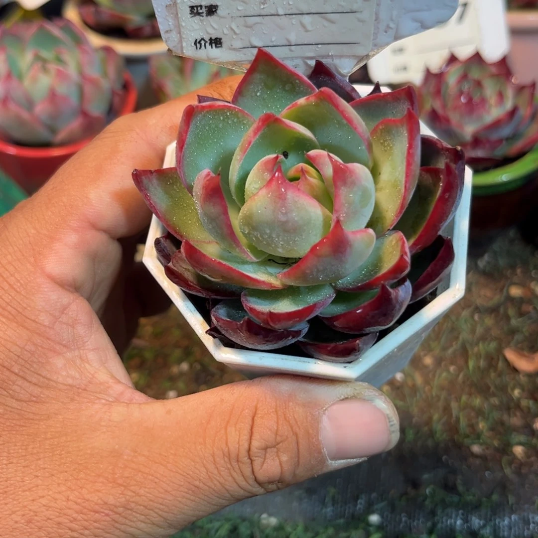 惊鸿一瞥692岁小