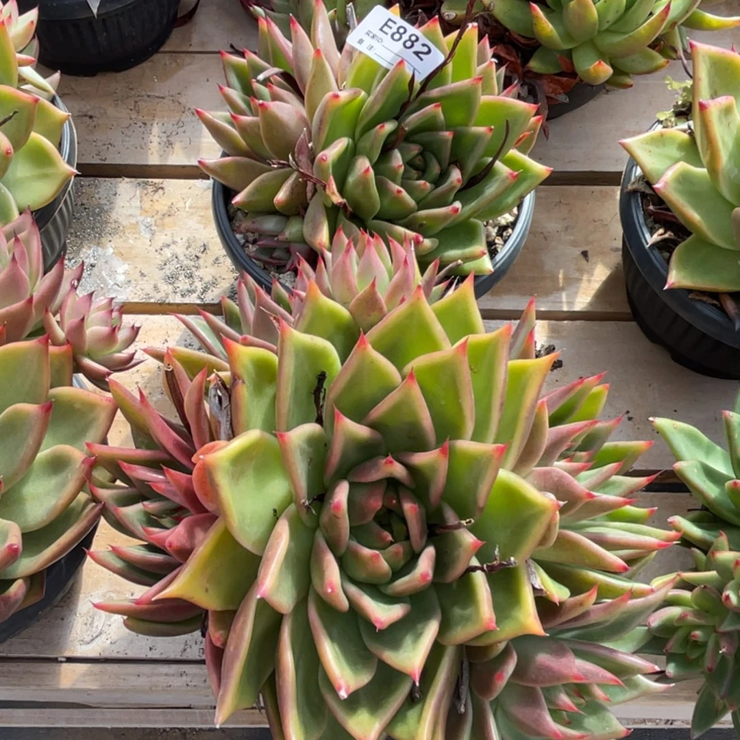 无花朵若如东云组拍E882