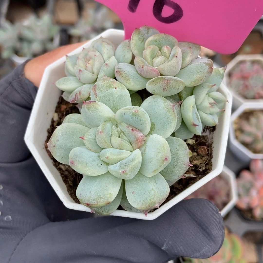 76甜心石化多肉植物