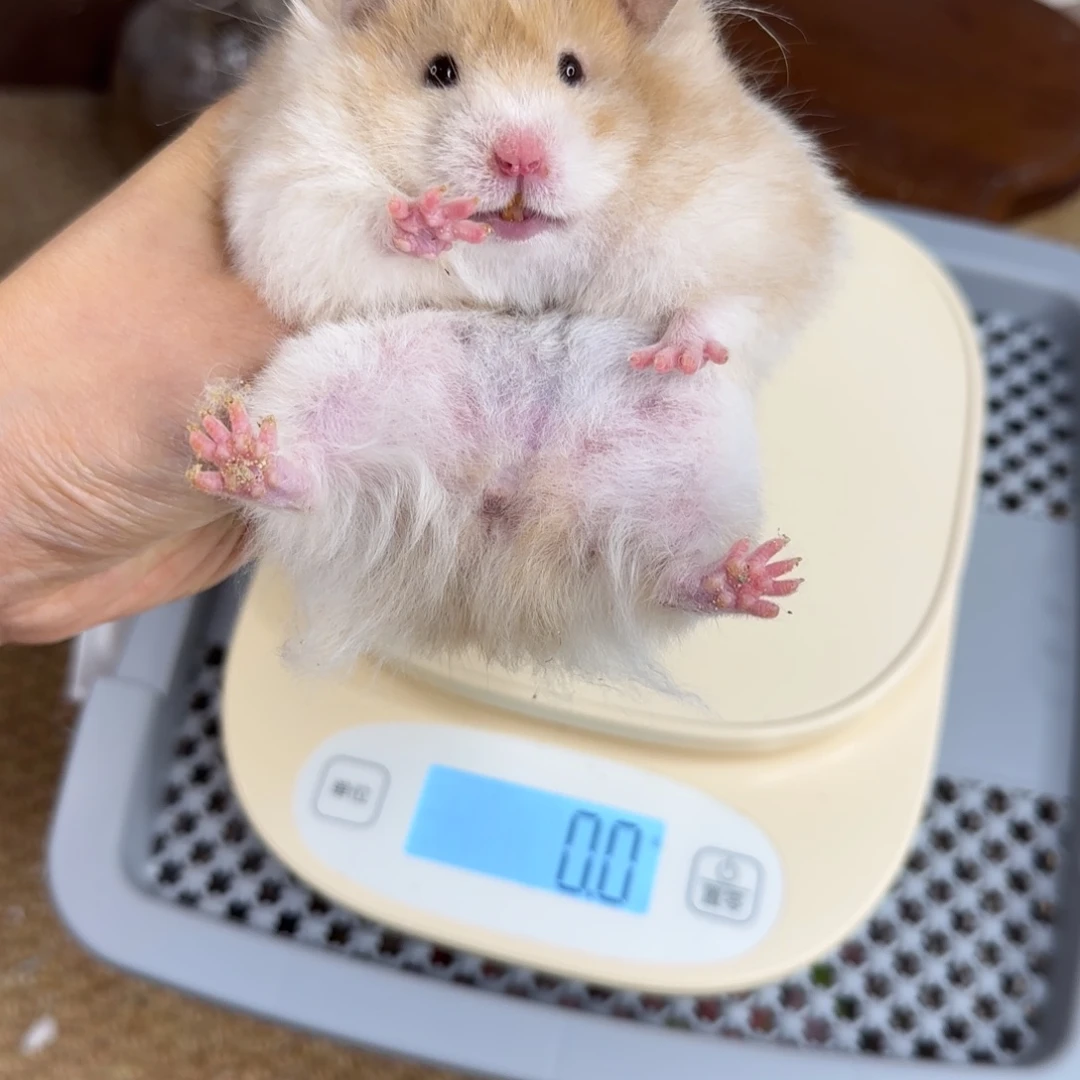 肉桂波妹妹8.08生日