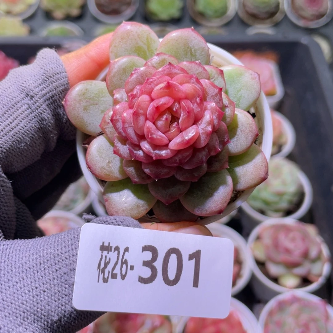 花利美26-301新品