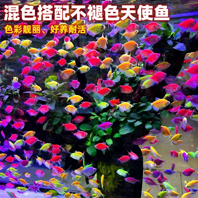 天使鱼观赏鱼大号好养活精品小型热带鱼