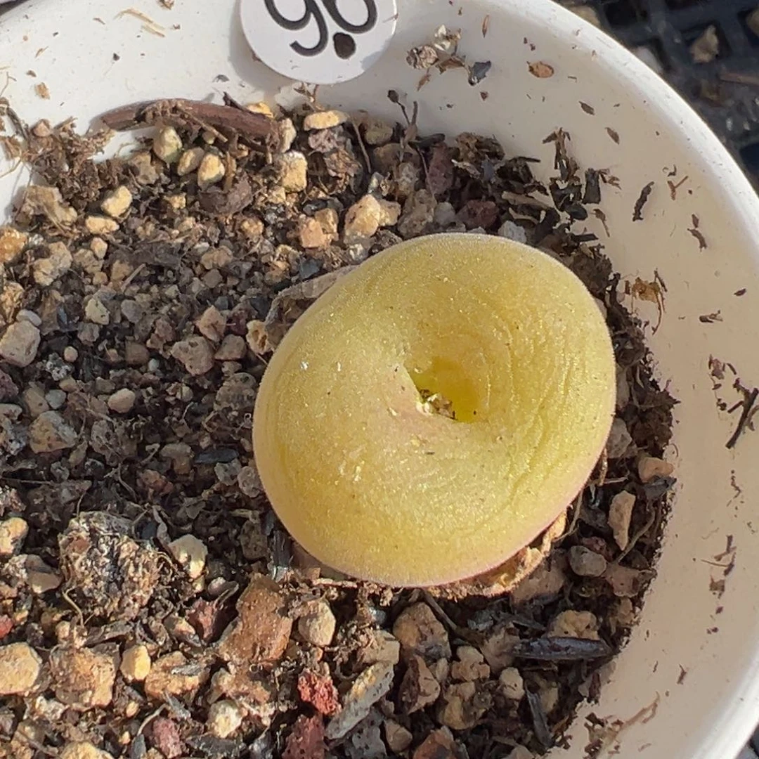 多肉植物1111111111111