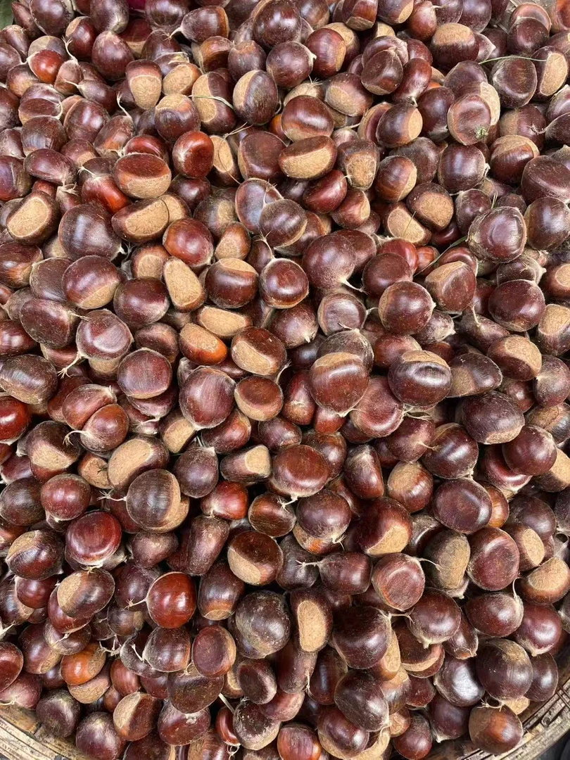 云南深山老树新鲜板栗粉糯香甜当季美味生鲜零食