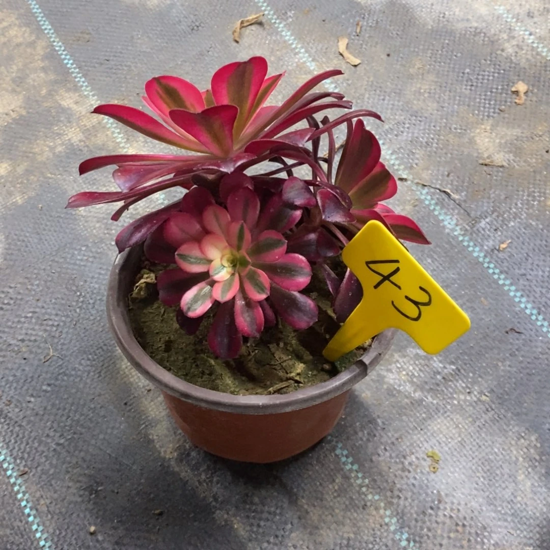 红陶43美杜莎一物一拍