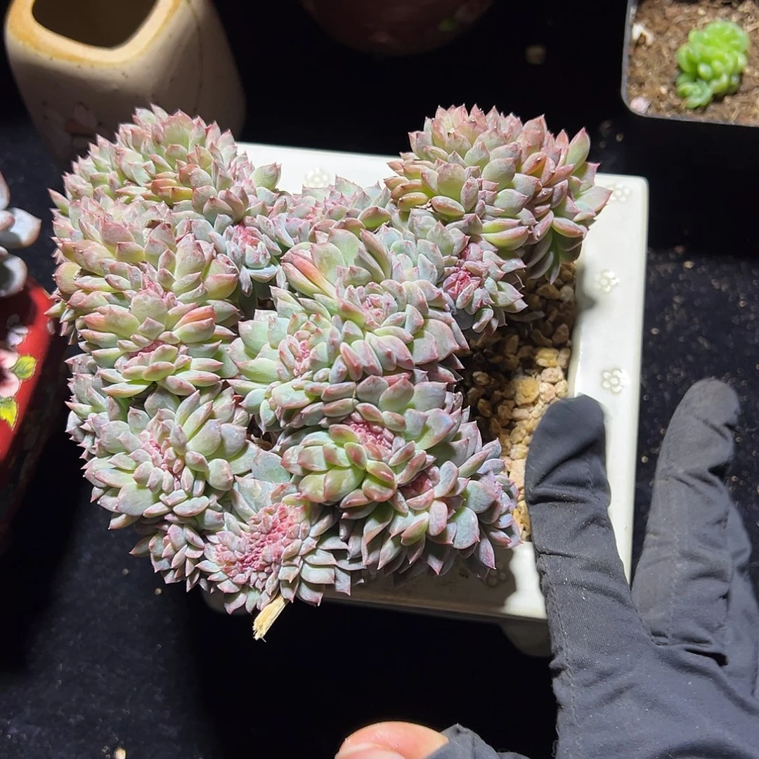 草莓冰沙琥珀缀化