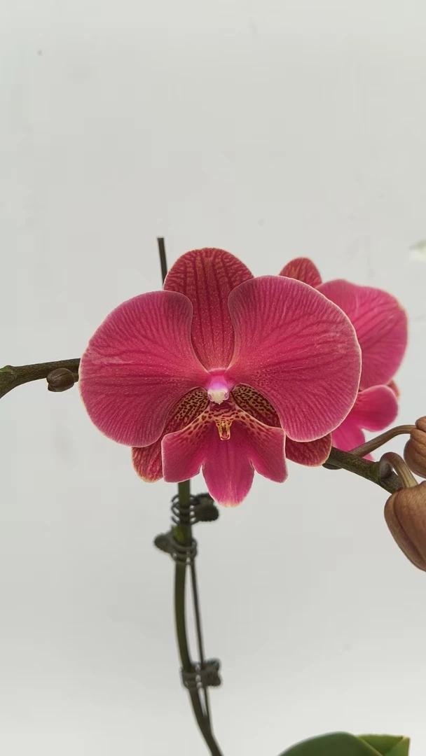 欢然花田蝴蝶兰（花木兰）单剑