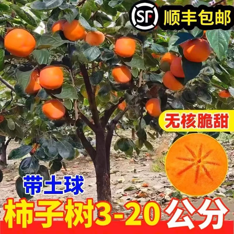 柿子树果苗庭院果树特大脆甜带土南方北方种植盆栽地栽黑柿子苗树