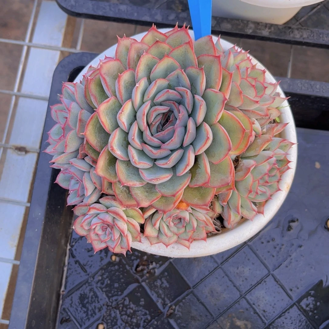 猎户座Ａ５16一颗一物一拍