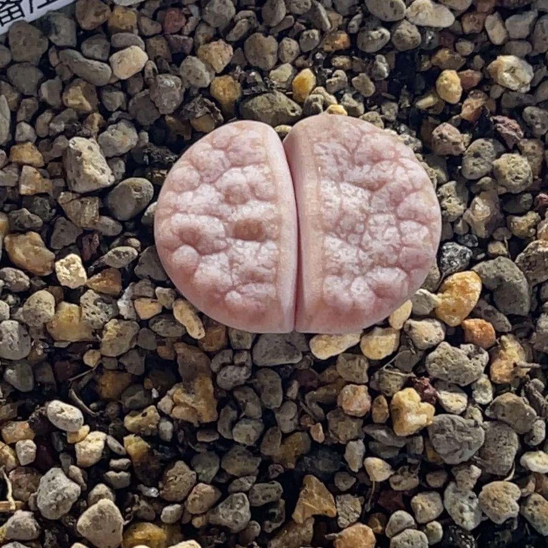 1751粉体荒玉1尺寸2.2羽化