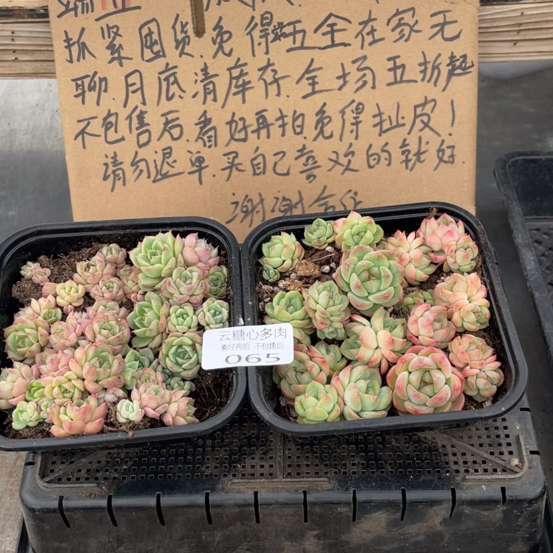 云糖心多肉植物65