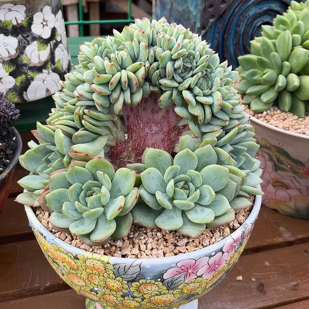 蓝眼睛树一物一拍