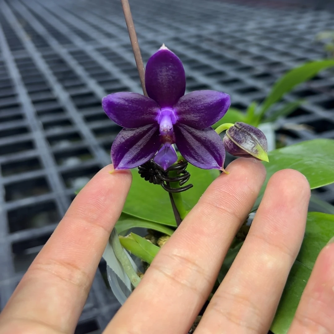 完全开放l522三寸ys1217