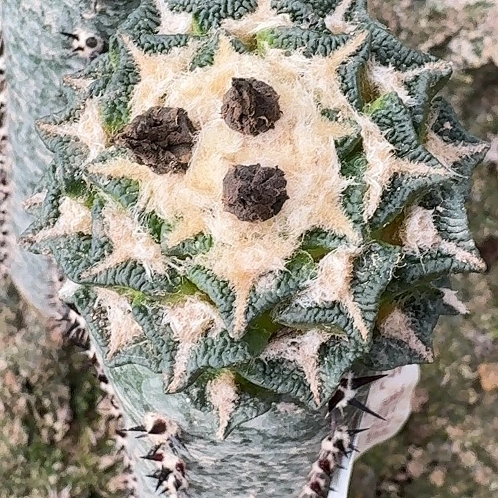 无花朵苗接大尤黑163