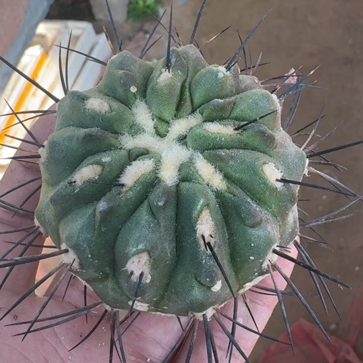 黑士冠无根微瑕66666