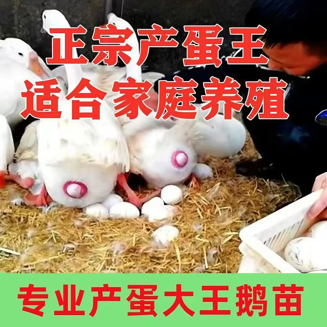 四季大白鹅出壳苗产蛋王宠物活体顺丰包邮到家