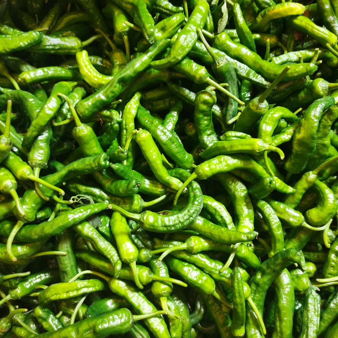 新鲜薄皮樟树小辣椒青椒现摘直发微辣