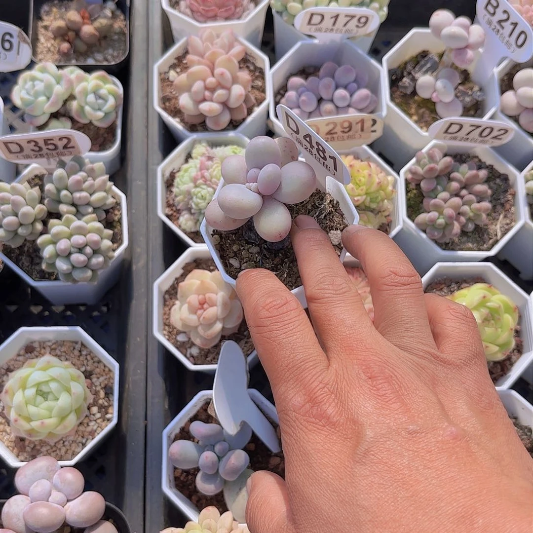 稻**人D481奶酪一物一拍