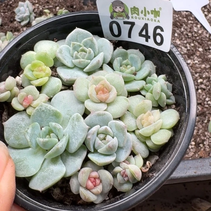 多肉植物多肉植物