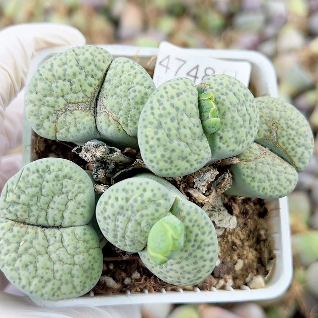 4748 好养易活生石花大母本